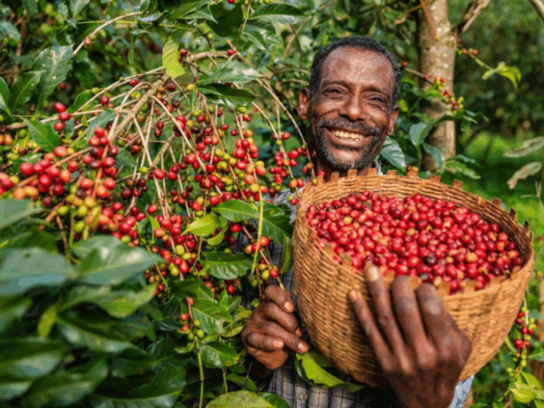 Produtor colhendo cafés especiais da Etiópia, mostrando o cuidado artesanal na produção de café gourmet em 2025.