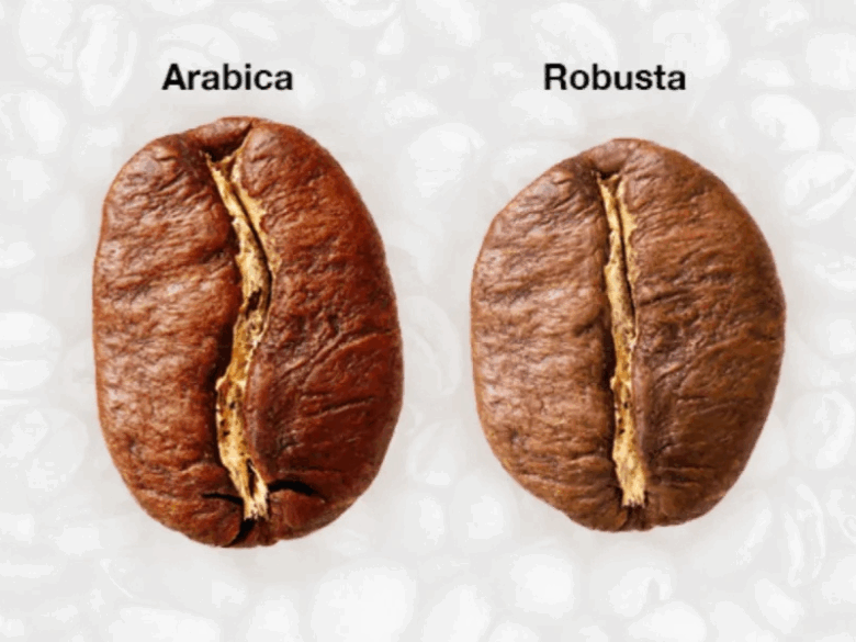 Grãos de diferentes tipos de café, comparando arábica e robusta em 2025.