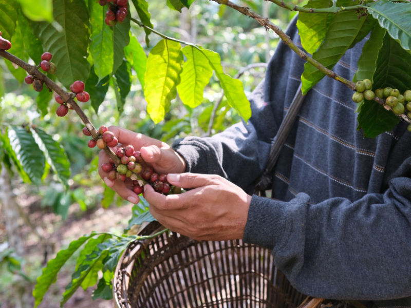 Lavoura sustentável representando o futuro dos cafés especiais e sustentabilidade no Brasil.