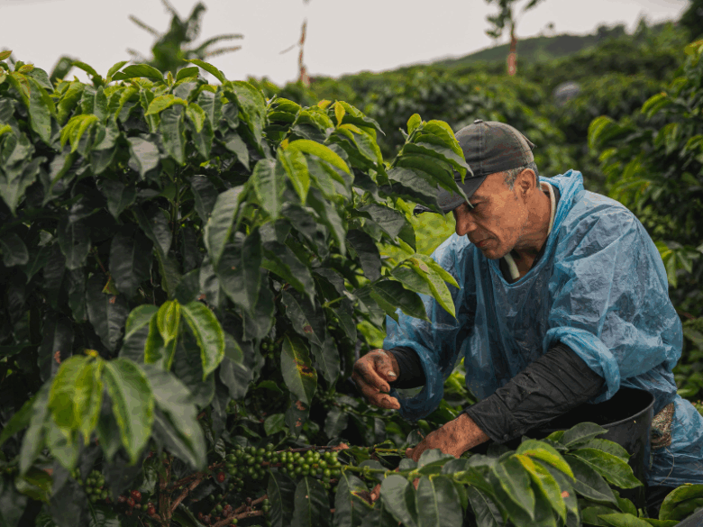 Produtor brasileiro segurando grãos de café colhidos em lavoura para fins de cafés especiais e sustentabilidade.
