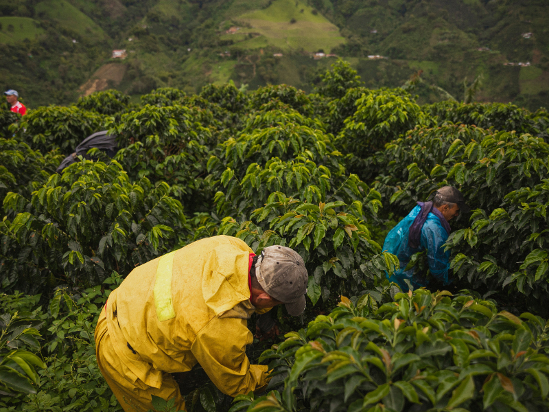 Fazenda de café arábica em Minas Gerais que adota fermentação anaeróbica e práticas sustentáveis na produção.