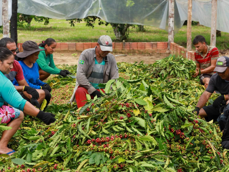 Produtores rurais de Minas Gerais debulhando café especial com fermentação anaeróbica para exportação internacional.