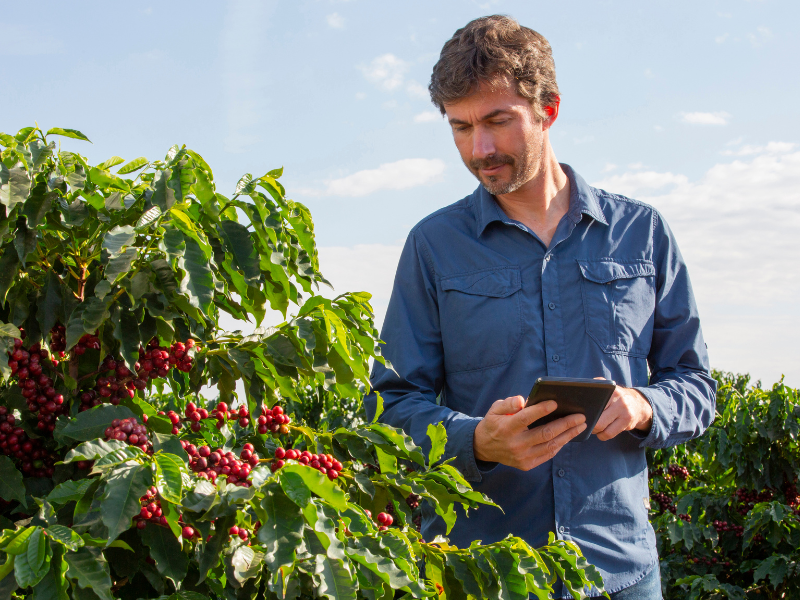 Produtor de café utilizando tecnologia para análise de lavoura, representando a Inteligência Artificial no Café.