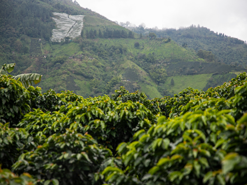 Lavoura de café arábica em sistema agroflorestal destacando benefícios ambientais da produção ética de café arábica.