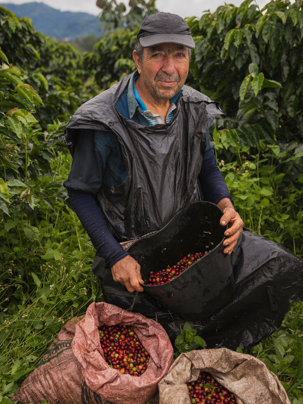 Lavoura de café arábica destacando benefícios pequeno produtor da produção ética de café arábica.