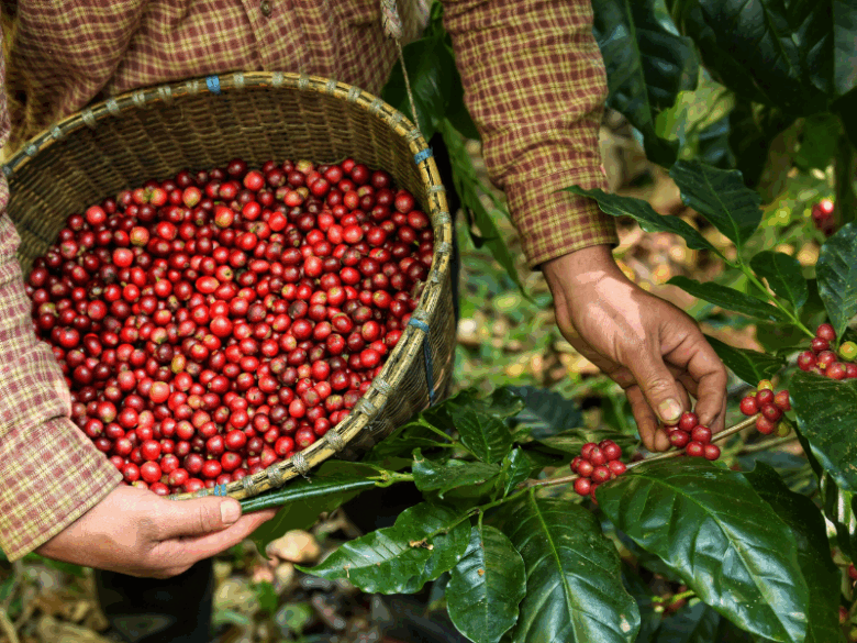 café arábica em lavoura sustentável, representando a produção ética de café arábica em comunidades rurais.