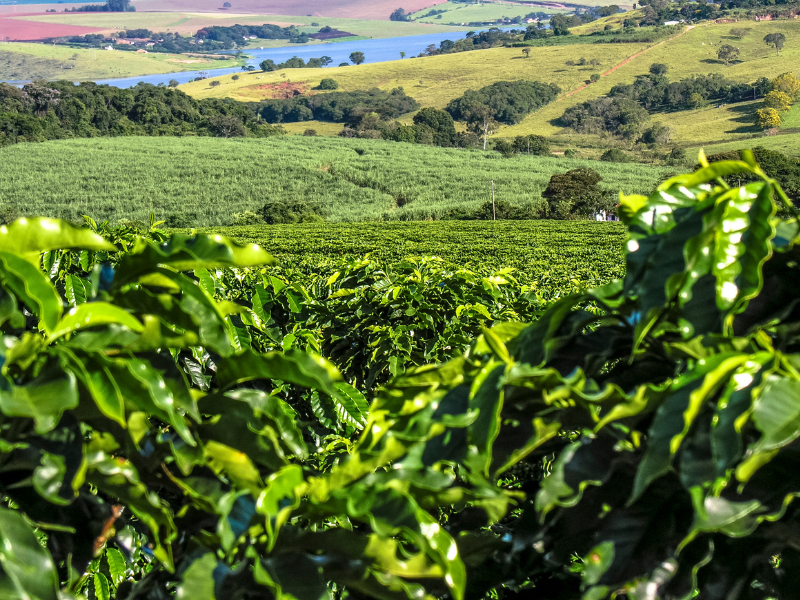 Plantação de Café no Brasil em Minas Gerais, principal região produtora.