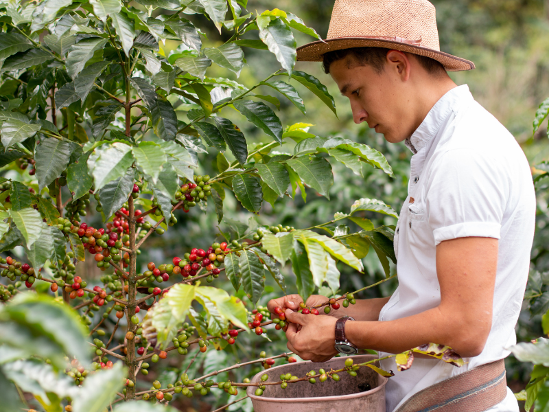 Colheita manual de café orgânico no Brasil preservando qualidade e sustentabilidade  