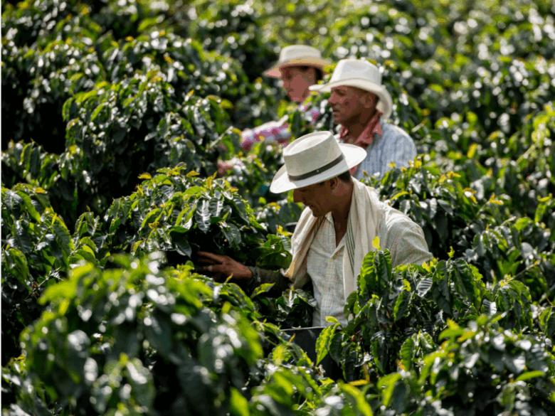 Colheita de pequenos produtores que são beneficiados pelo comércio justo no café.