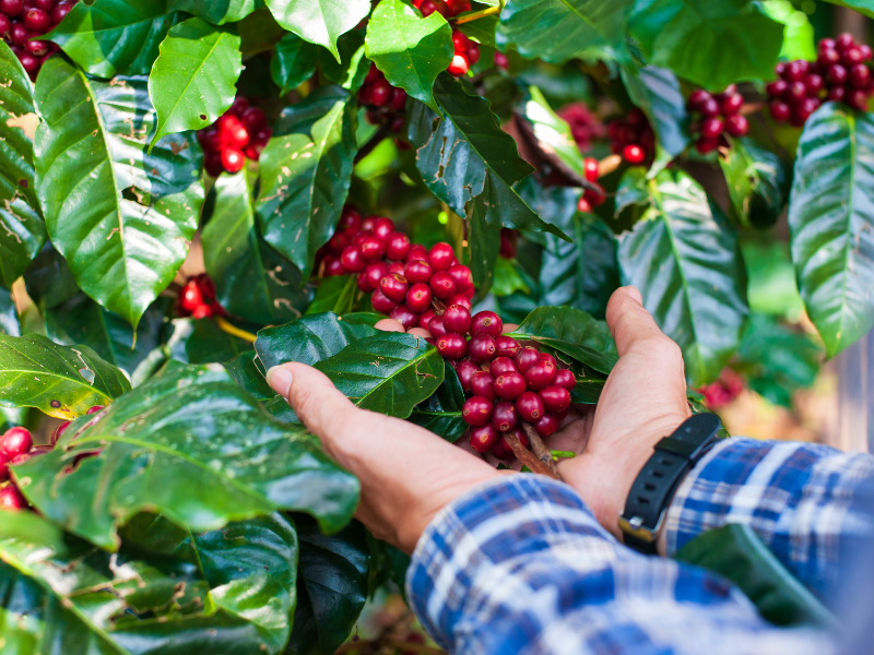 Produtor de café segurando frutos, representando ações sustentáveis para reduzir a pegada de carbono do café.