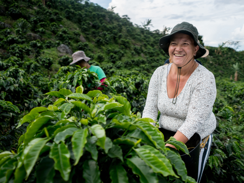 ulheres na produção de café, família produz, colhe e vende.