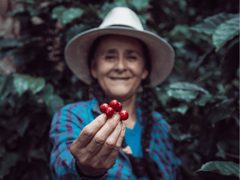 Mulheres na produção de café selecionando grãos em processo artesanal no Brasil