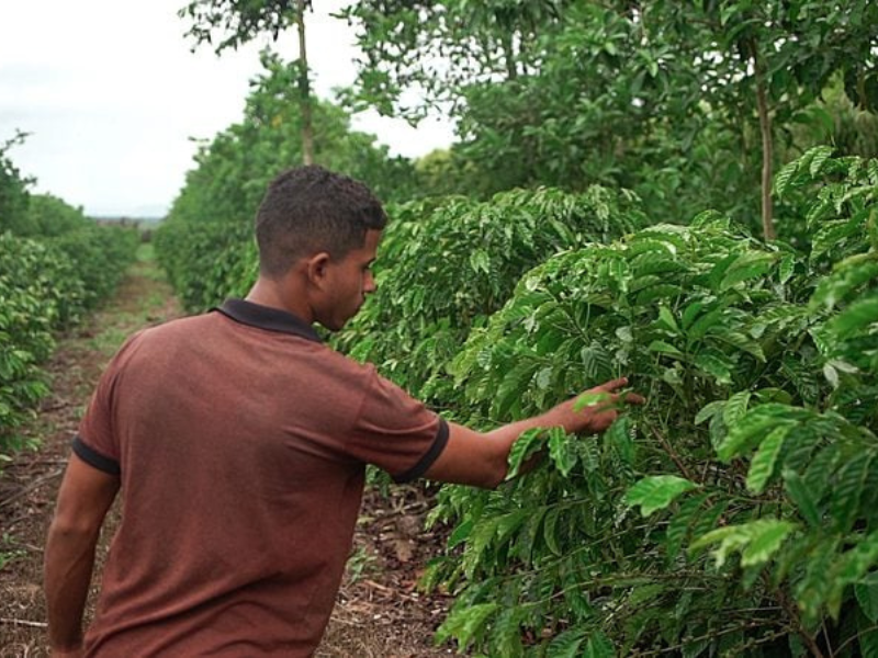 Jovem ligado ao movimento agrofloresta café mostrando sua plantação