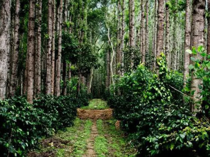 sistema de agrofloresta café