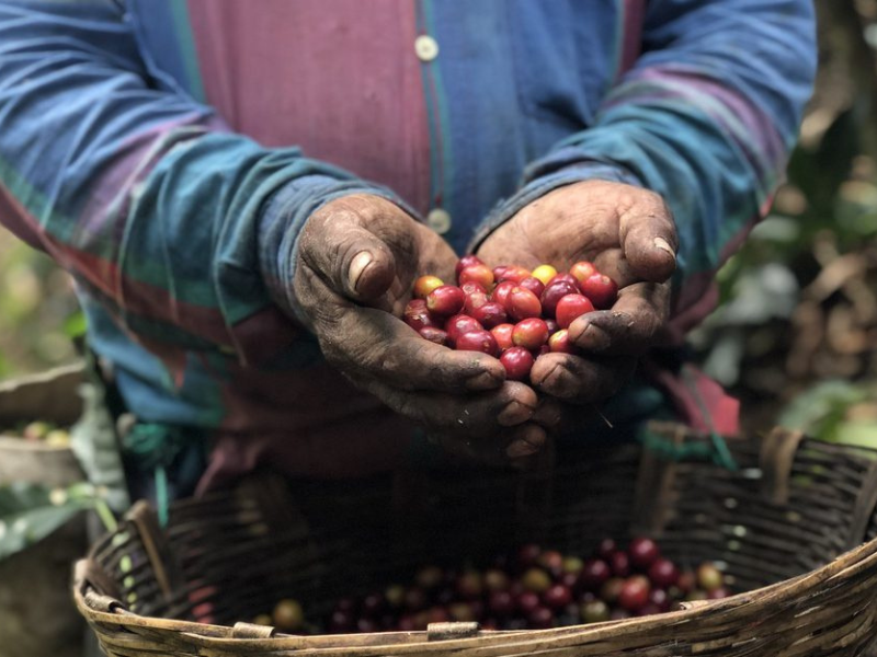 Imagens de uma colheita dentro dos caminhos das cadeias sustentáveis de café.