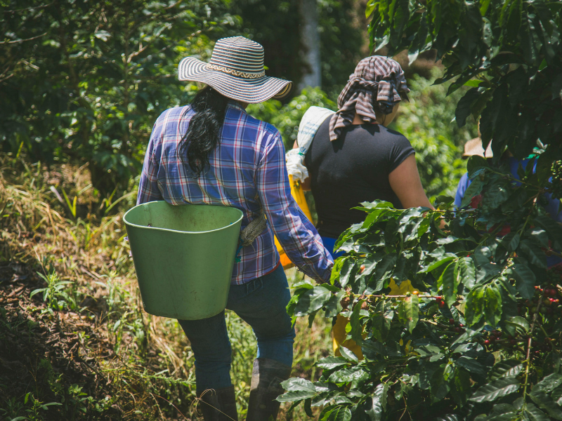  Comunidades Produtoras de Cafés Especiais em São Paulo