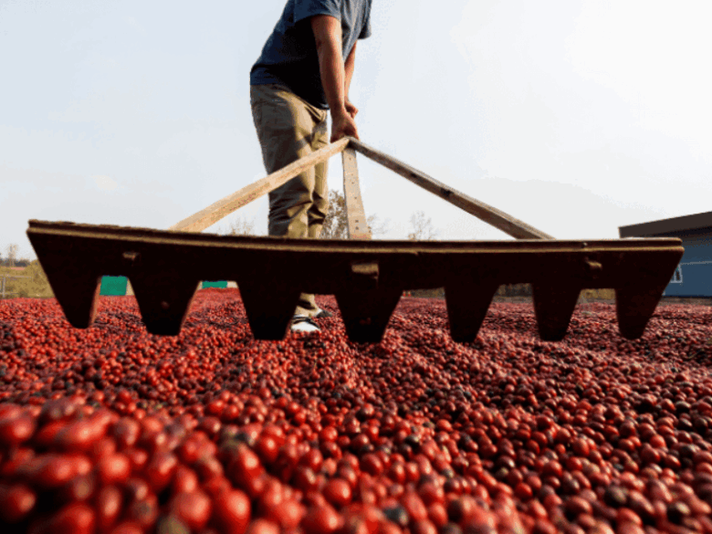 Processamento natural de cafés especiais em São Paulo com grãos e cerejas secando ao sol