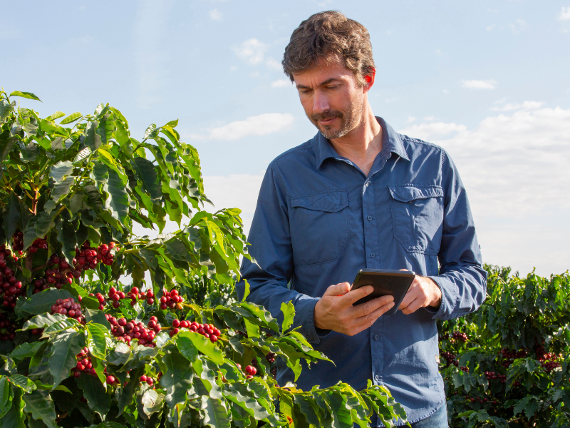 agrônomo conferindo a plantação com tablet 