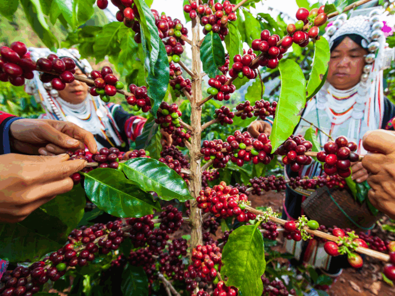 Colhedores em trajes tradicionais trabalhando em uma plantação de café, representando a diversidade cultural entre os maiores produtores de café do mundo.