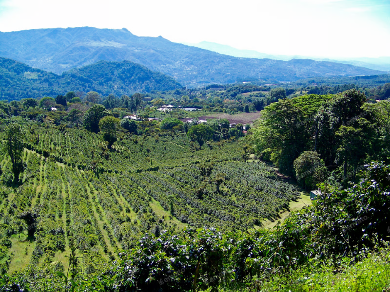 Vista aérea de uma plantação de café em sistema agroflorestal representando cadeias sustentáveis de café no Brasil